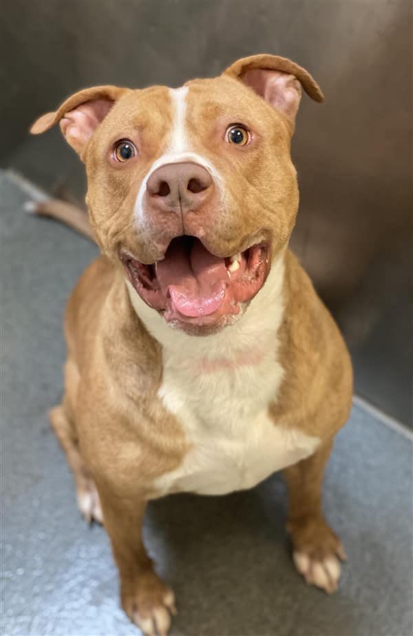 BOOMER needs help. Dumped by two families for stupid reasons, now he’s infected with Giardia in #Columbus #OH and they want him OUT - in a trash bag 👿. TO BE KILLED TODAY 6/20. Please let’s give him the chance to live he so rightly deserves 💔