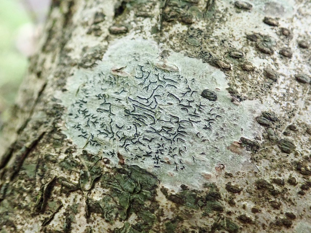 StephSkipp's tweet photo. The writing is on the tree! If only I spoke lichen language, I could understand what it says. (Graphis cf. scripta ✒️) #Graphis #ScriptLichen https://t.co/Ae8jIbLvWi
