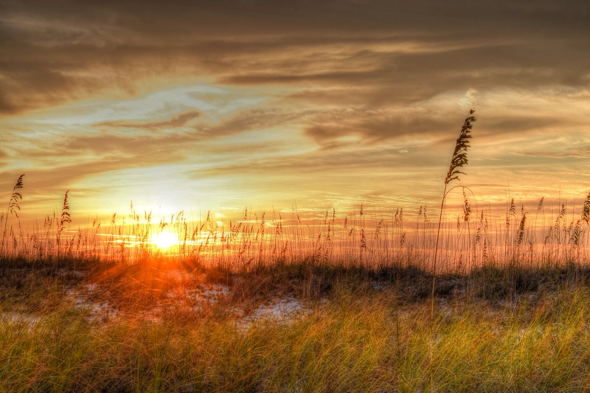 SparksCooks's tweet image. Golden Sea Oat Sunrise at Pensacola Beach

#ruminating #sundayvibes #weekendvibes #Florida #LoveFL #Pensacola #PensacolaBeach #sunrise #seaoats #SaltLife #IslandLife #goldenhour