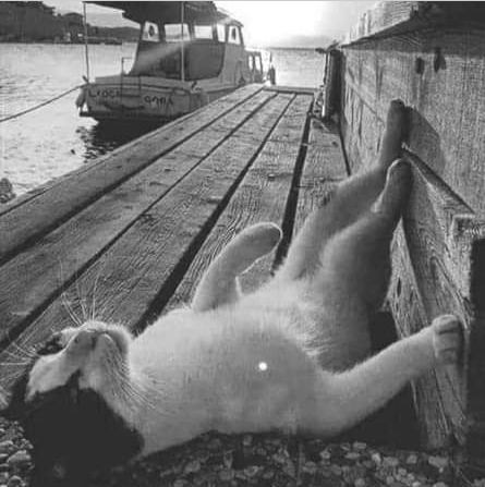 JoyA88321688's tweet photo. When you're a child you want to be a teenager
When you're a teenager you want to be a adult
When you're a Adult you want to be a cat https://t.co/wKuX8l1294