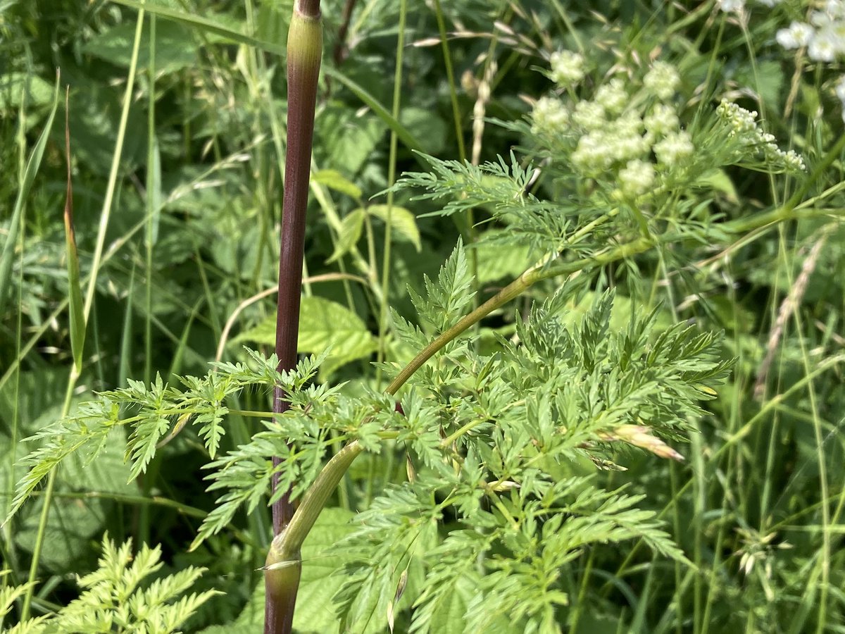 ejvanhaaften's tweet photo. Sikkelklaver, Knolribzaad, Zacht vetkruid, Geoorde zuring en veel meer vanmorgen tijdens flora-inventarisatie Groesplaat. En als bijvangst een verse Rivierrombout!  #groesplaat https://t.co/alwVWOsSik