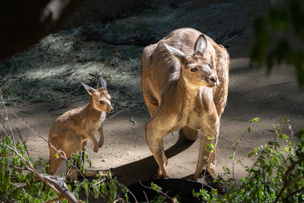 A photograph of a joey and adult male kangaroo standing near each other. The joey is on the left side of the frame, while the adult kangaroo is on the right side of the frame. Both kangaroos are dusty brown in color, with dark grey ears, dark brown eyes, and a dark brown nose. The joey is standing horizontal, facing the left side of the frame while the adult kangaroo is standing facing forward, but is looking to the left side of the frame as well. The joey is slim in build, whereas the adult is very muscular. The joey is standing upright, holding its arms casually in front of itself somewhat like a t-rex. The adult has his front arms lowered, its paws on the earthen ground. There is some green sparse bushes in front of them at the bottom of the frame. Behind the pair is a large pile of pale green hay covered in shadow. 