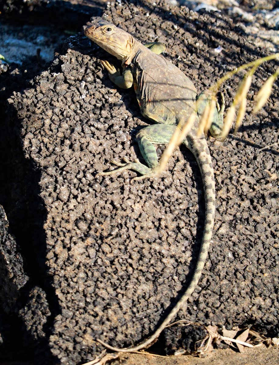 WoolarocMuseum's tweet photo. On Sundays, we sunbathe.
#EasternCollaredLizard #OklahomaStateReptile https://t.co/nmmDRHUlmM