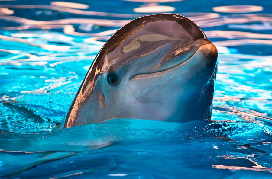 Atreus_PRL's tweet photo. 🏖❇️️Explain❇️🏖
Atreus Delphinius | 298Y. | bottlenose dolphin
#PRL_commu
🐬Tweet
______Tweet
'_____' Thinking
/____/ Actions
🐬Roleplay
"_____"Talking
______ Actions
'_____' Thinking
(____) parent
Doc: https://t.co/36AgbyiwVi
(ทักมาโคได้ผปค.มะกัดค้าบ💦💦) https://t.co/HkXEivnWKt