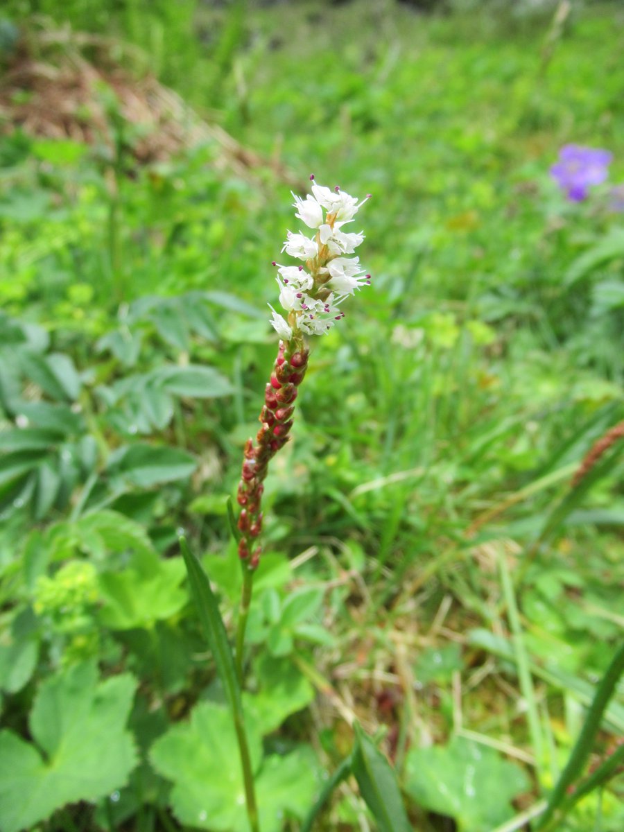 Watts_SH's tweet photo. This week's #flowers enjoyed during #PhD #fieldwork at #NTSBenLawers include the intriguing #alpine bistort (Bistorta vivipara), with its bright red vegetative #bulbils, & the gorgeous wood cranesbill (Geranium sylvaticum) #wildflowerhour #wildbulbilhour #tallherbs @NnrBen https://t.co/h6udlr3Qk6