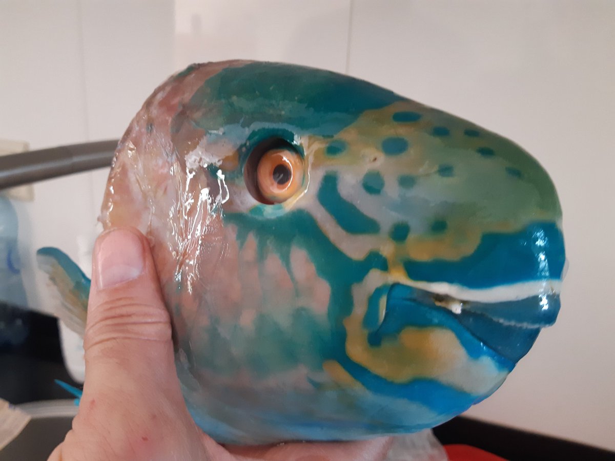 Petra Jongerius tweet media