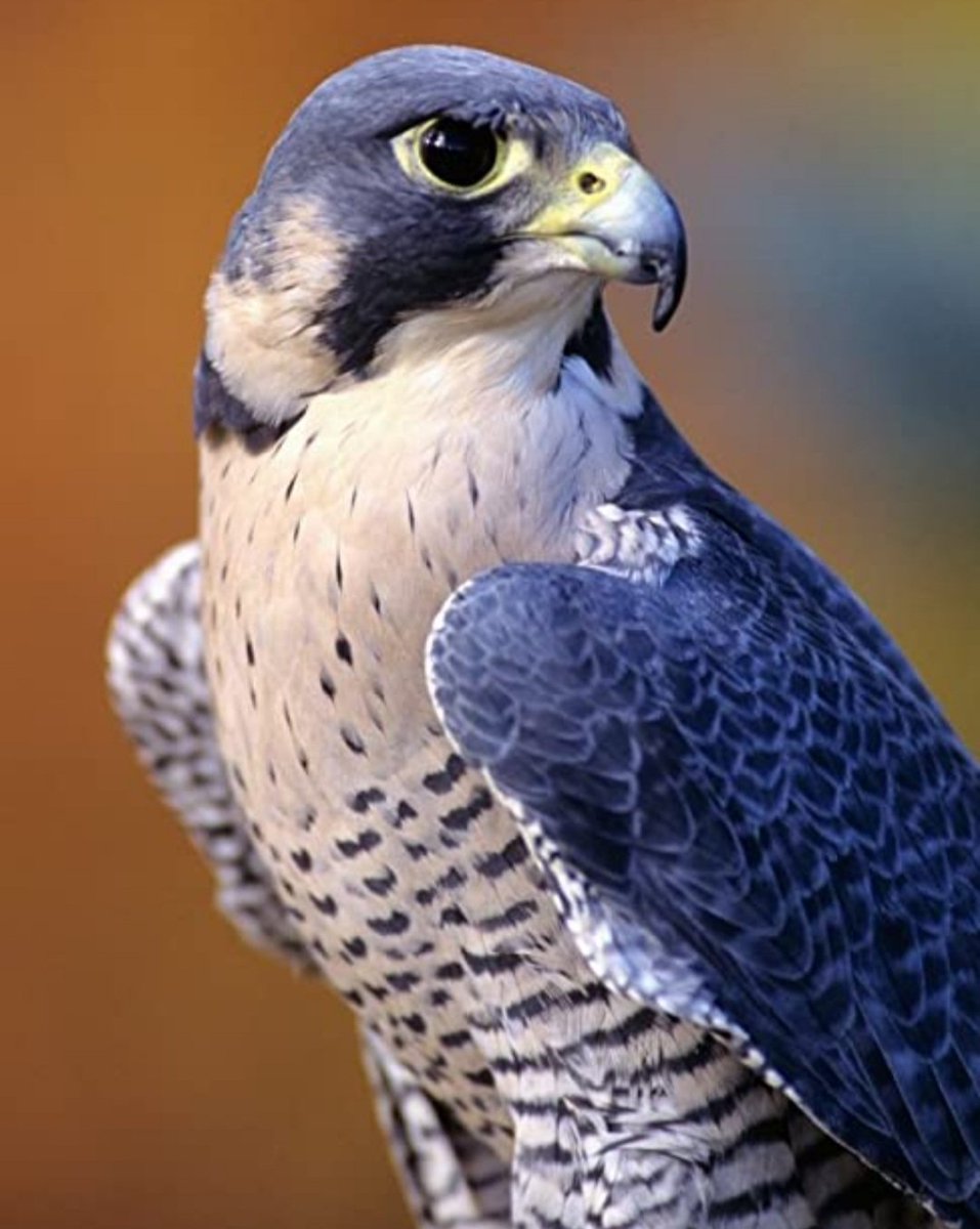 KimPayne tweet media