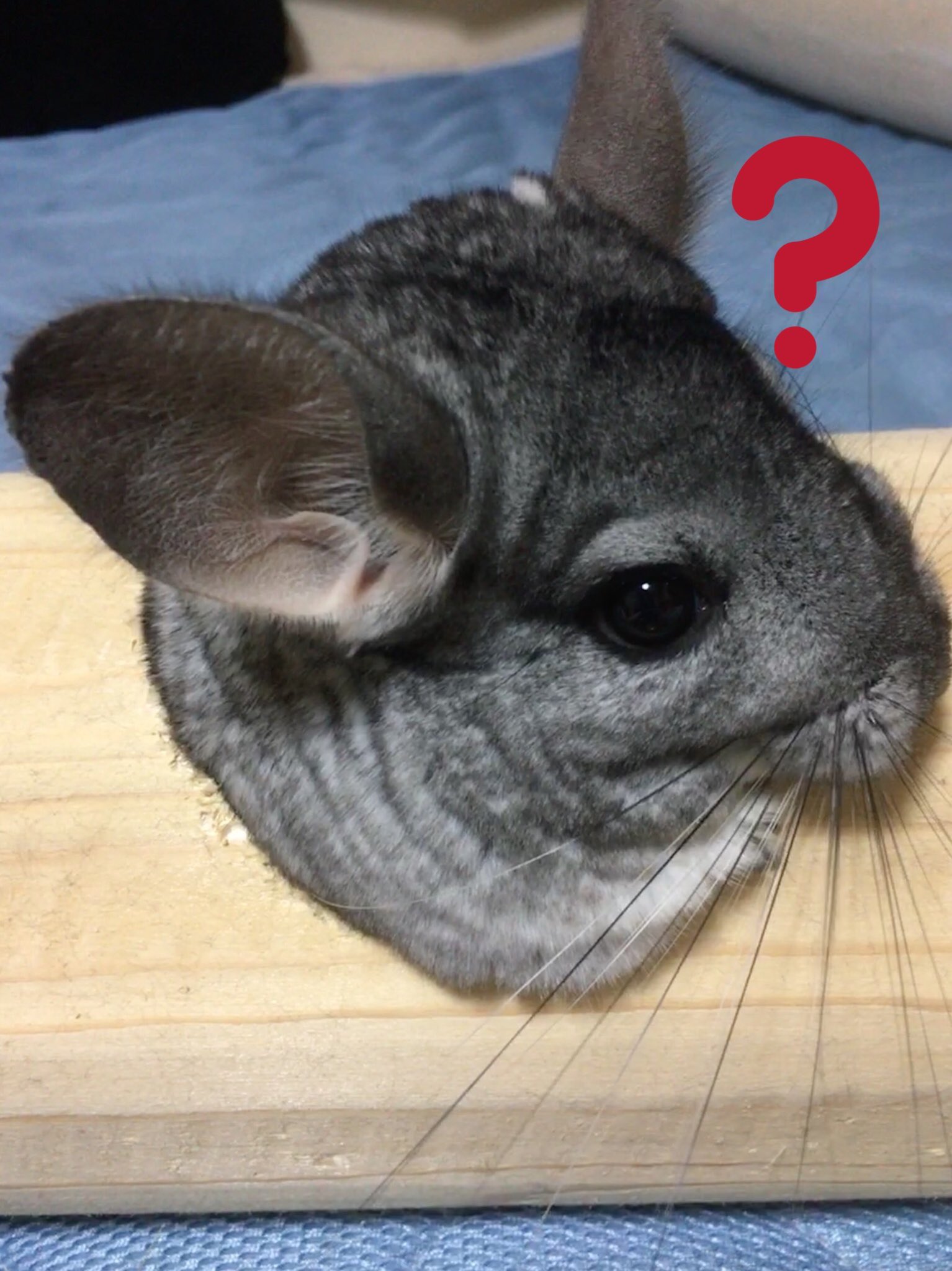 チンチラと暮らす夫婦 Chinchilla Suzu Twitter