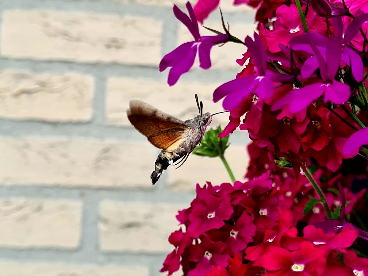 Volgens Google niet meer zeldzaam in Nederland. Maar ik had deze nog niet eerder gezien. Prachtig beestje ! #kolibrivlinder #Appelscha