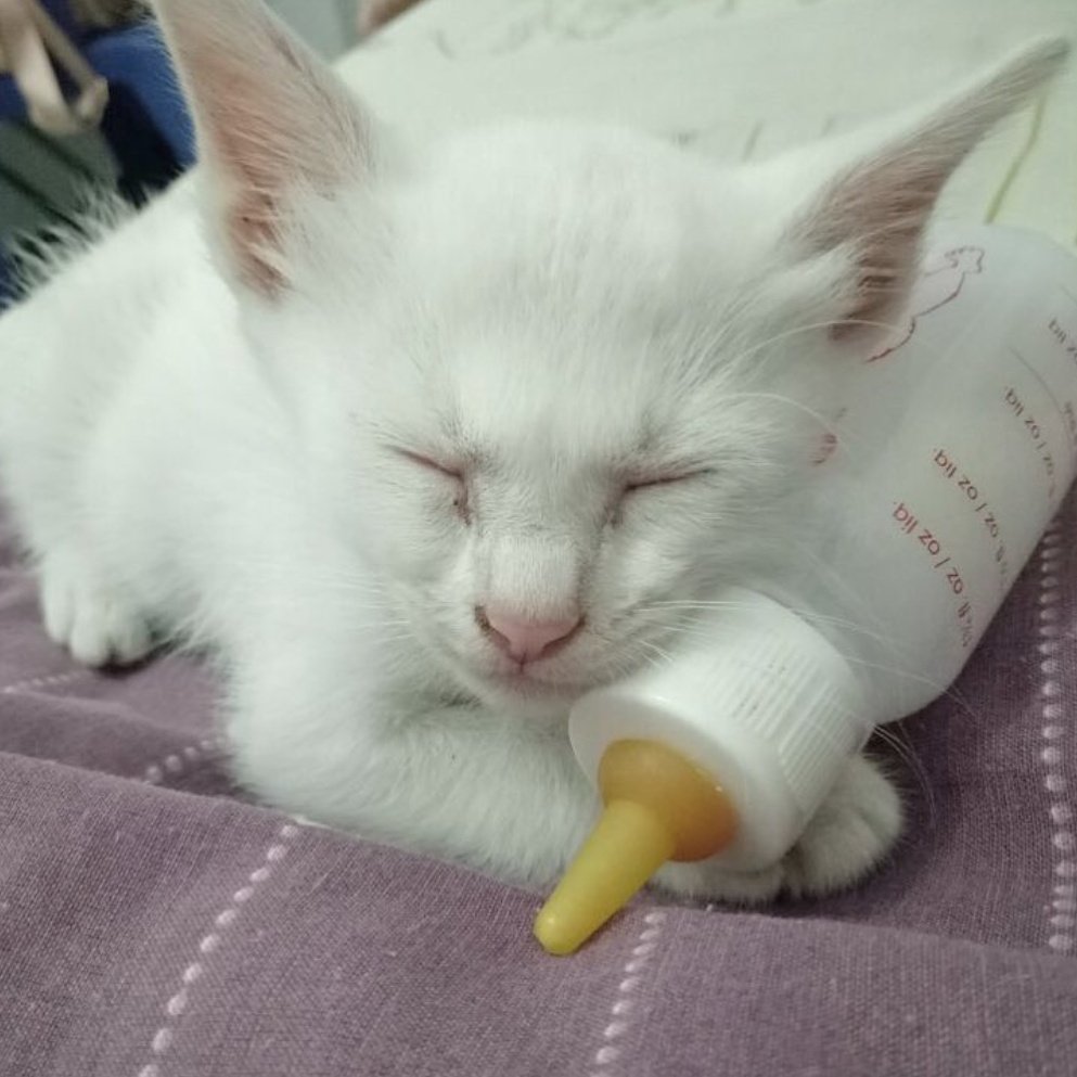 rayhuntt's tweet photo. hari ini diamuk daby yang kekeuh ngajak tidur tapi akunya lagi asik nonton. tangan sampe digigit, terus ku nangis sakit hati sambil ngomong "kamu tuh aku susuin tiap 3 jam sekali tau waktu bayi, kok jahat sih? ๐ญ". pas udah baikan aku dipijetin, daby aku usap2 ๐ค๐ #dramakucing https://t.co/TPm6m9S11Z
