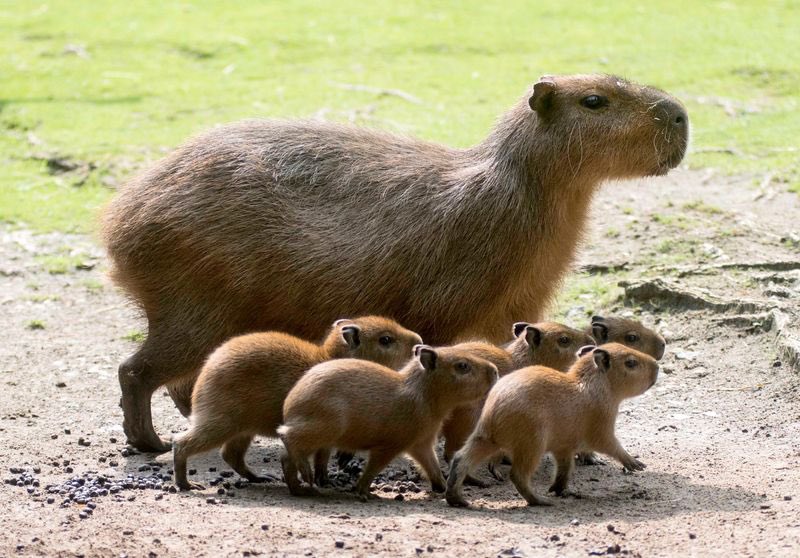 CAPYBARA_MAN's tweet photo. On the school run https://t.co/xPGhee16GN