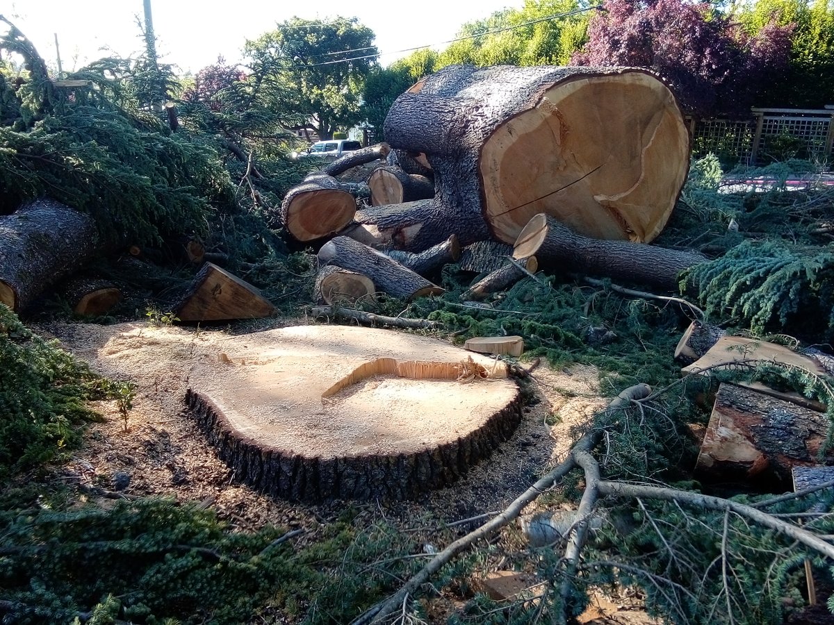 Old growth logging in Victoria.