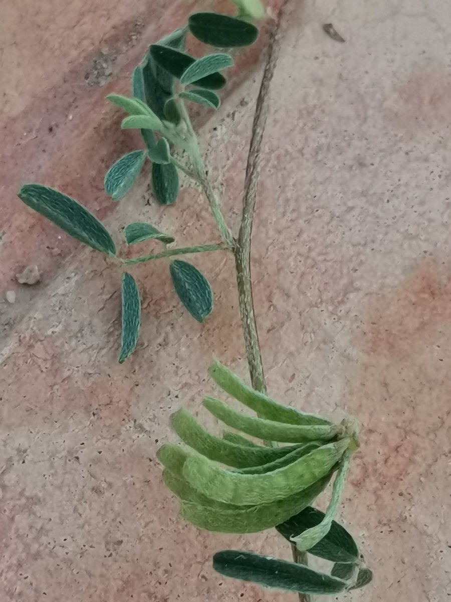 shmbss's tweet photo. .Indigofera sp
من جنس نبات القطف (الشبرق) النبات البري المعروف،، وجدته ينبت في المسطحات الخضراء على كورنيش ينبع ولم أستطع تحديد نوعه بالضبط https://t.co/Bbo7DzBdRK