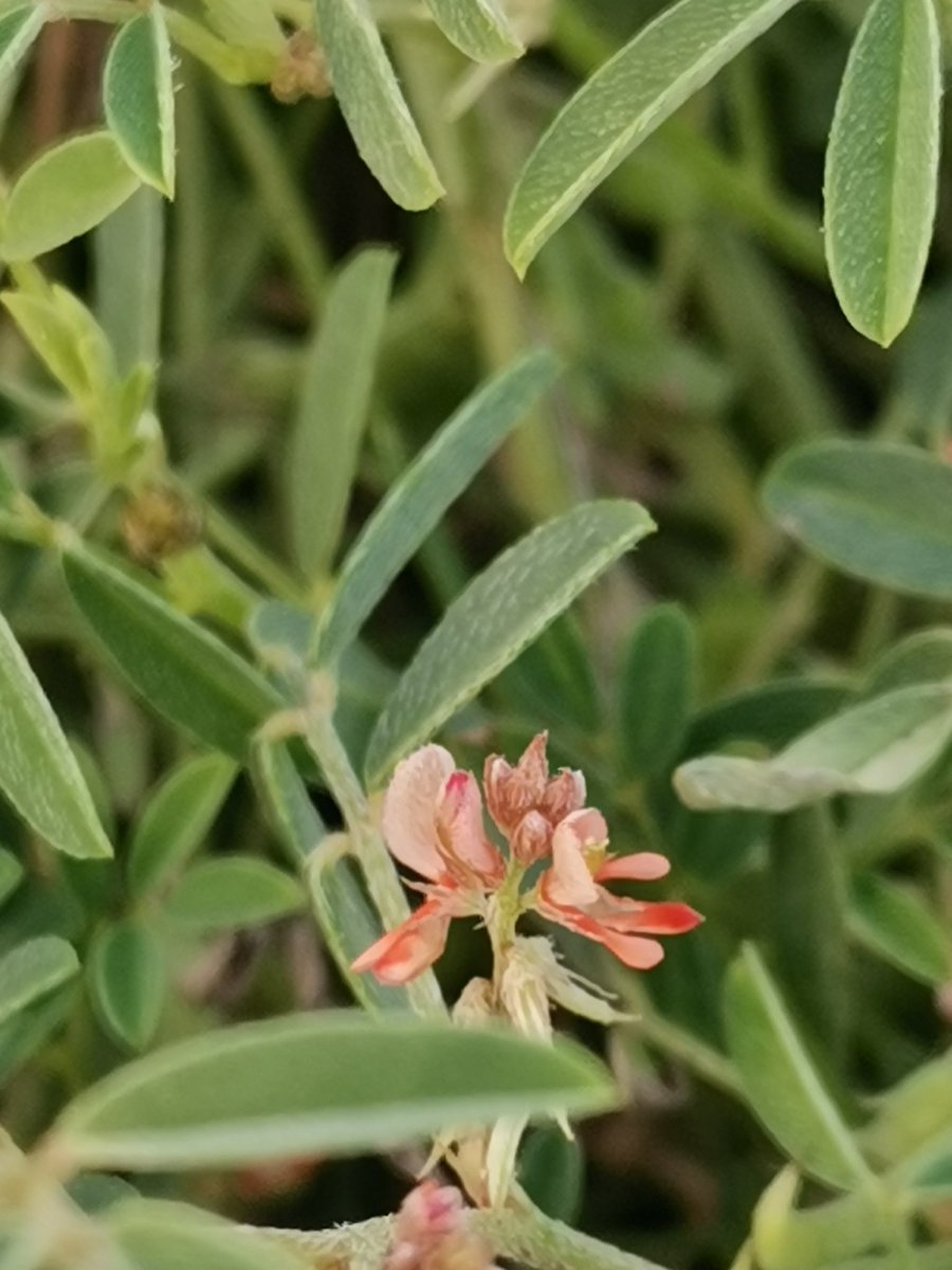 shmbss's tweet photo. .Indigofera sp
من جنس نبات القطف (الشبرق) النبات البري المعروف،، وجدته ينبت في المسطحات الخضراء على كورنيش ينبع ولم أستطع تحديد نوعه بالضبط https://t.co/Bbo7DzBdRK