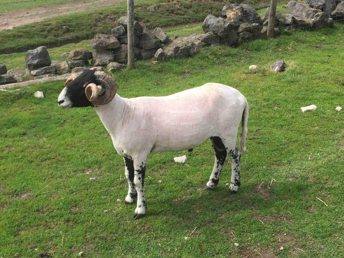 Swaledale tup hoggs sheared today looking the part with their jackets off all are top 10% recorded tup hoggs #performaneswale #ebv #hillsheep #sheep365