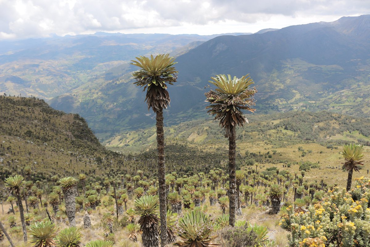 muwad_'s tweet photo. 🌎 Frailejon is a plant that plays an essential role in preserving water, since they retain water from the clouds and the mist of the paramos.

#colombia #frailejon #mountains #muwad https://t.co/CJOFrYSSbc