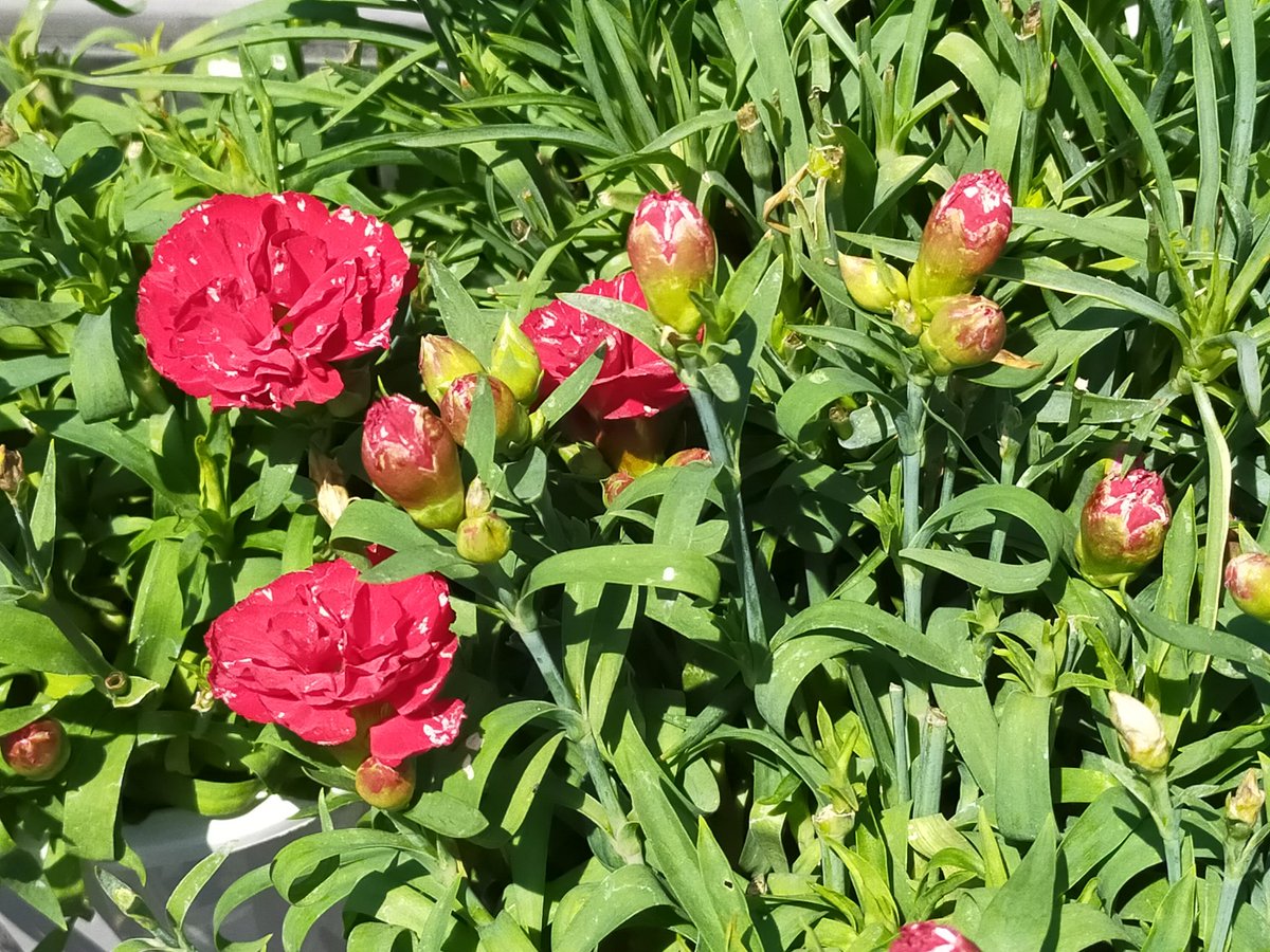 カーネーションの育て方