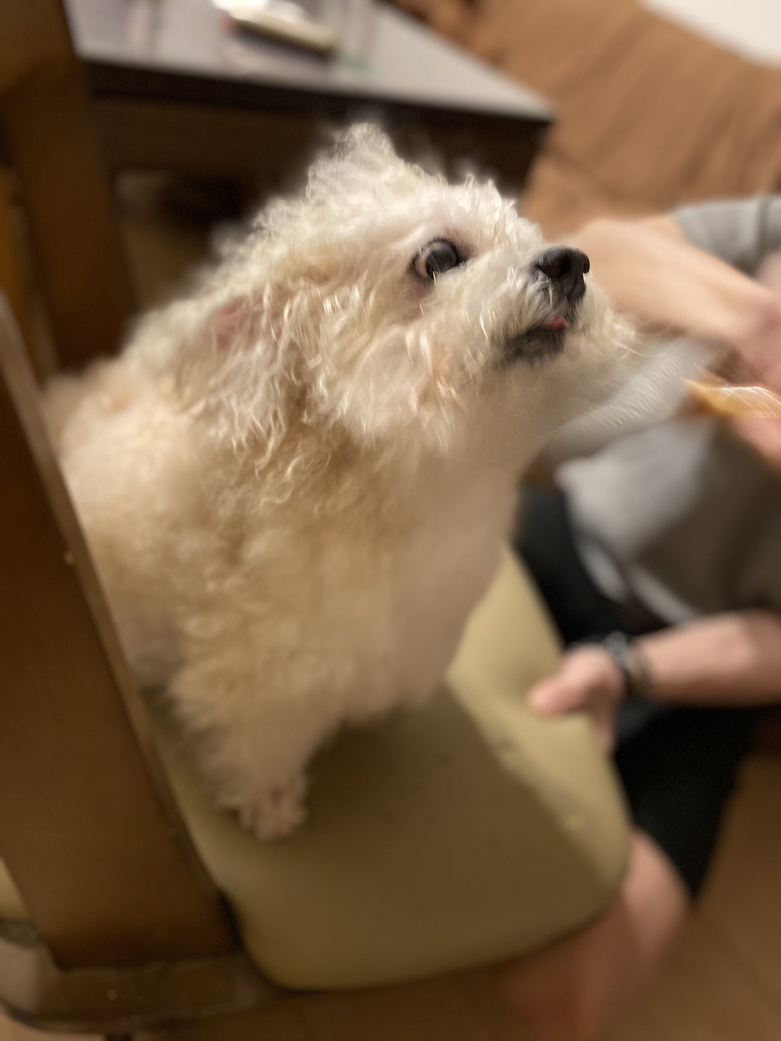 تويتر Dolly على تويتر Ayahana おはようございますﾔﾎｰ はい ほわほわになるべく頑張りました