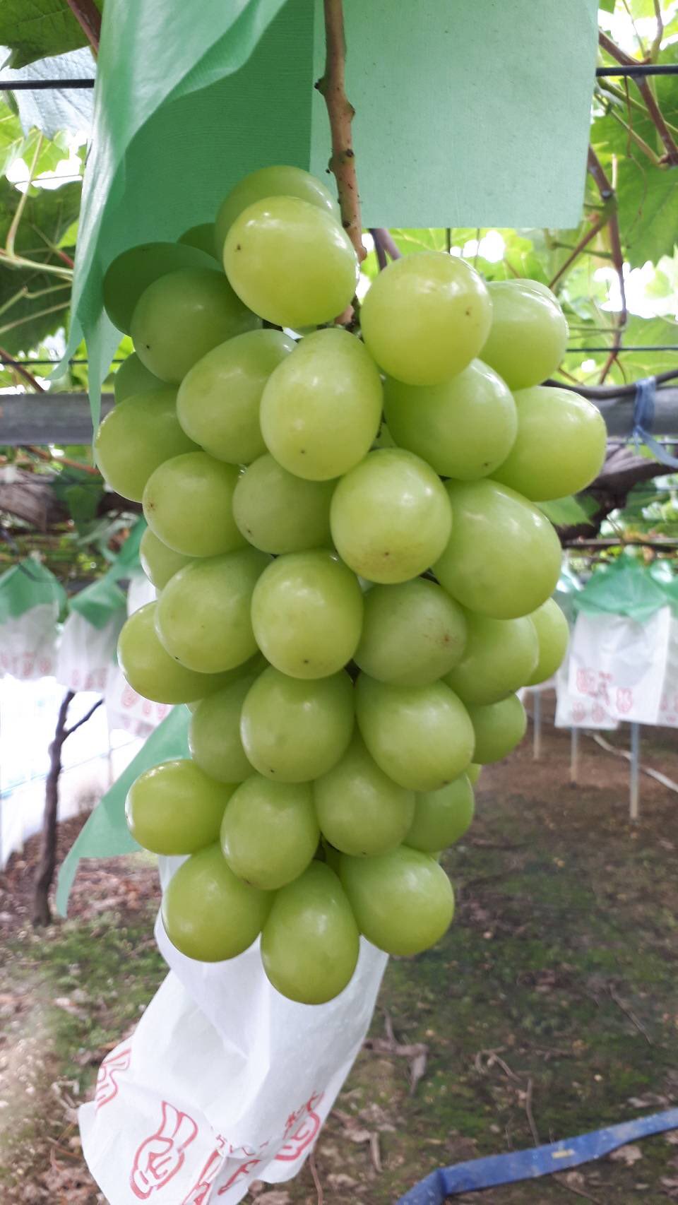 تويتر あさだフルーツガーデン 浅田大樹 على تويتر 28日よりお店開始です 直売所 の準備をしながら合間に行った畑で袋を空けて撮影してみました 順にシャインマスカット ナガノパープル 富士の輝 ピオーネです 今年は天候に恵まれ例年より良い仕上がりになって