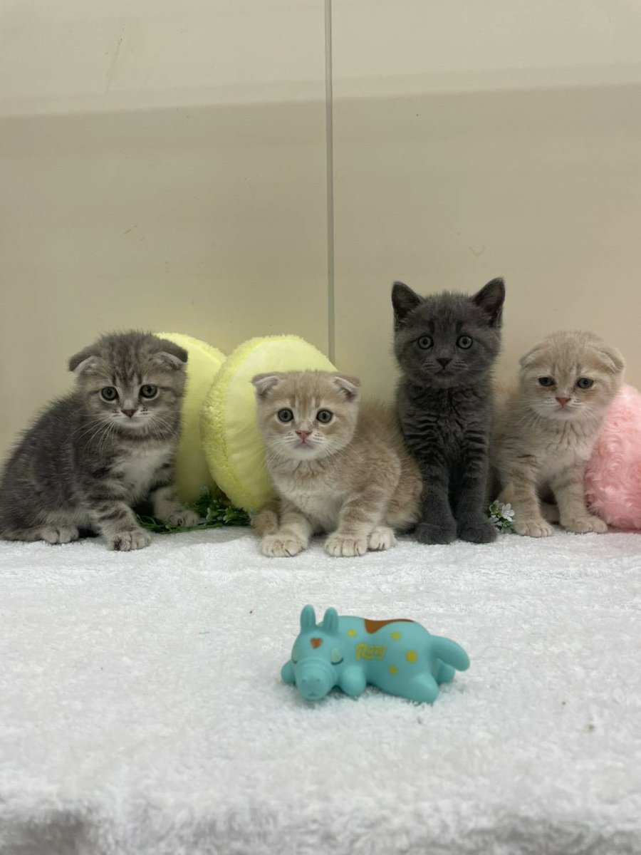 トロピカルファームあおぞら 東雁来ホーマック店内 新しい仲間 がお店に来ました スコティッシュフォールド の猫ちゃんたちです みんなで記念にパシャリ ぜひ当店にいらして愛らしい姿を見てみてくださいね ご来店お待ちしております