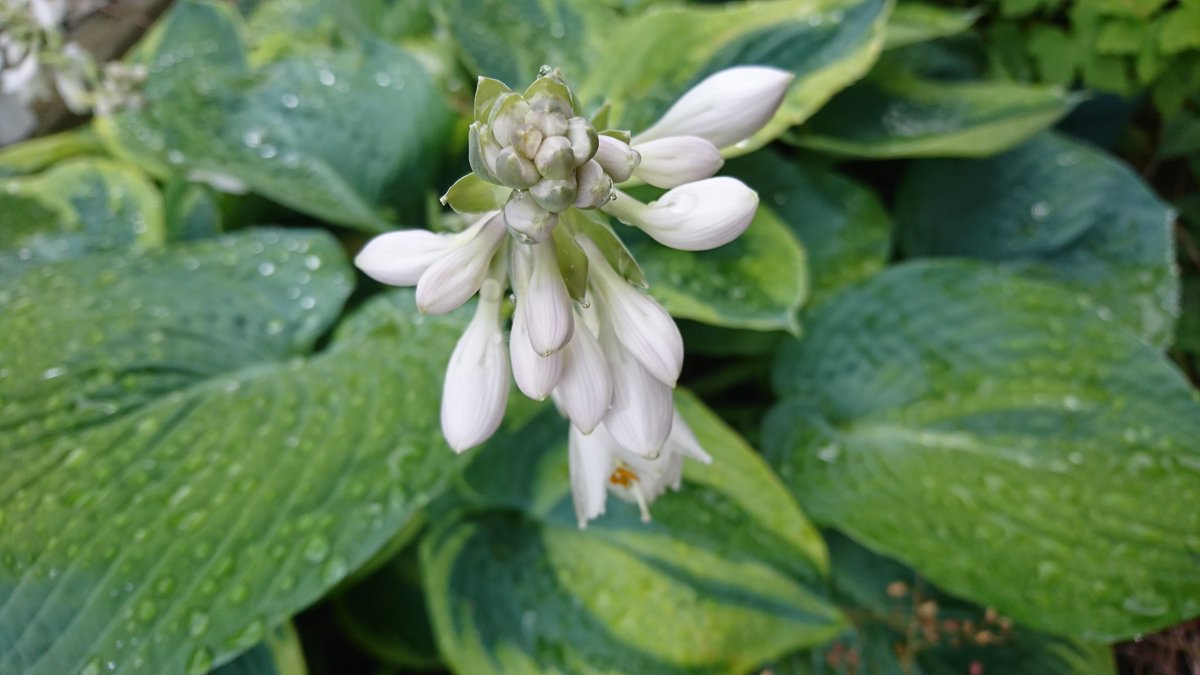 ট ইট র はなこ ペンタスの花束を おはようございます ようやく梅雨入りしたと思ったら今日は夏至 今年もあと半年 早い ホスタの 花を見ると何故か子供の頃を思いだします 今週もstay Safeでがんばりましょうp Q 私の 世界に一つだけの花 Smap ট ইট র はなこ ペンタスの花束を おはようございます ようやく梅雨入りしたと思ったら今日は夏至 今年もあと半年 早い ホスタの 花を見ると何故か子供の頃を思いだします 今週もstay Safeでがんばりましょうp Q 私の 世界に一つだけの花 Smap