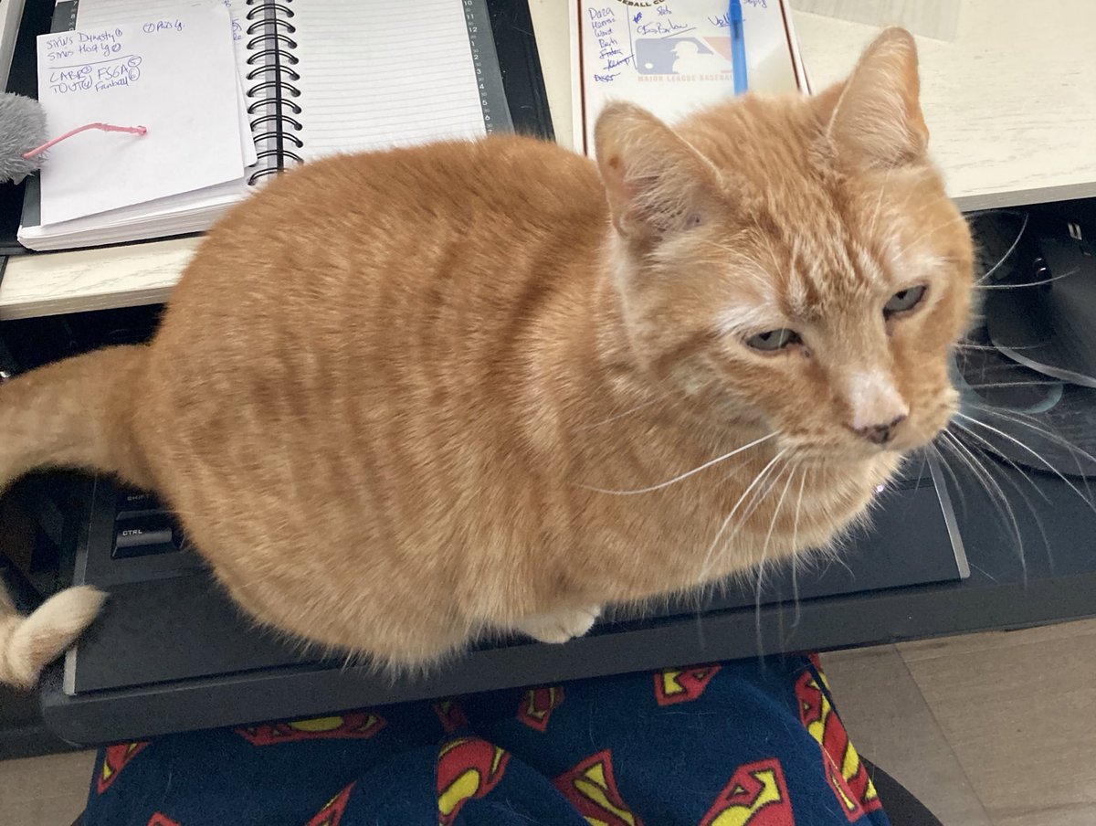 Update re my morning work.  I’m done.  I’ve assumed the position to indicate it’s time for food…yes, that’s a keyboards under me…<a href="/BaseballGuys/">BaseballGuys</a> needs to take the hint and get me my mid-morning snack ASAP.  #brunch #Caturday #cats #CatsOfTwitter #FeedMe