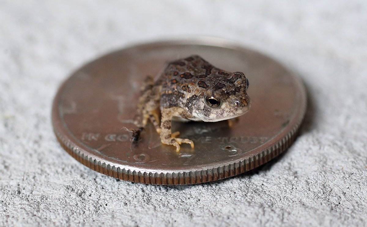 CanineCarioca's tweet photo. Look at who I met today! A beautiful oak toad wandered onto our patio and was soon easily trained to jump up on a Kennedy half dollar for scale. These angels are regarded as the smallest species of toad in North America, with a length of 0.75 to 1.30 in #toadsoftwitter #oaktoads https://t.co/BJsKAP9JvL