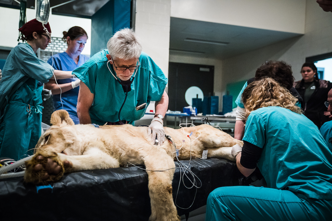 cornellvet's tweet photo. "Conservation Medicine" is a virtual three-week course for high school juniors and seniors who are passionate about wildlife, the environment and helping communities around the world.

Register now for the July 12-30 course. Learn more:
https://t.co/0k2ZWrBWqV

📸: Darcy Rose https://t.co/GHrNQgzQzi