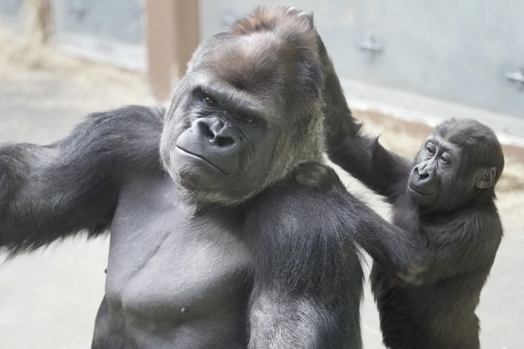 PrimatesDaily's tweet photo. My real dad is actually a silverback gorilla 

happy fathers day! https://t.co/ccqwzJLYym