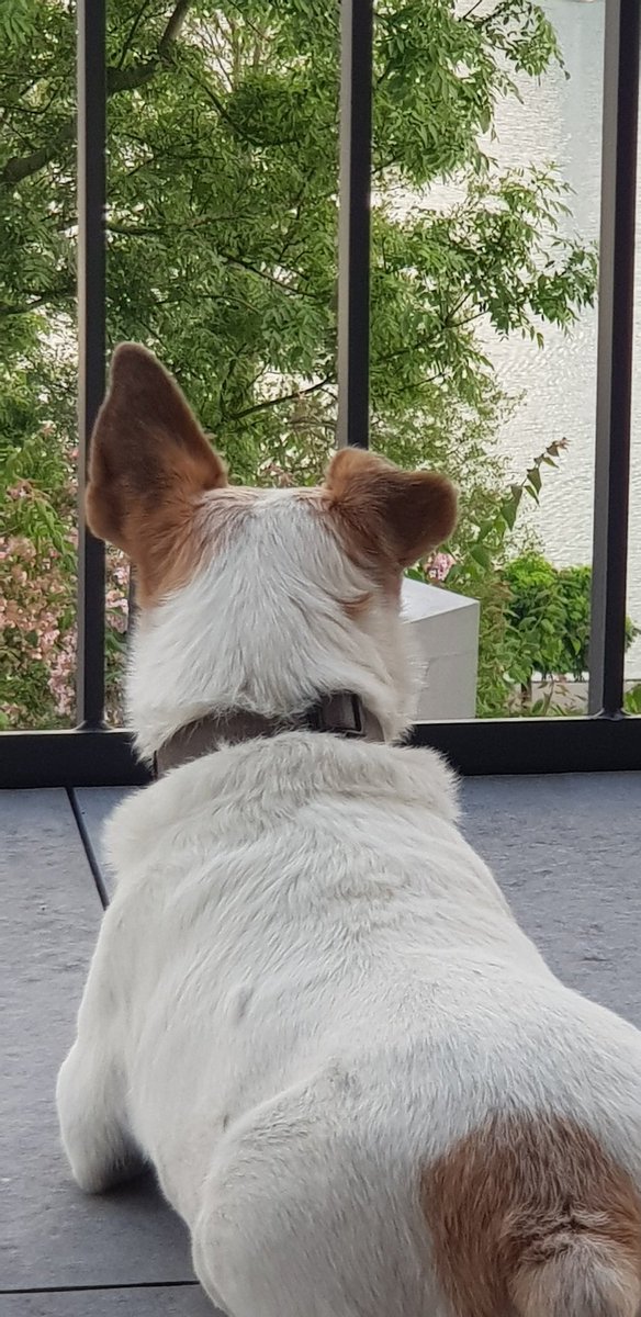 letsdocoffee's tweet photo. Lilly popping up one ear - a trick she copied from her brother but only after he died. That radar screen can hear a croc blink in central Africa, but not me calling her from 5cm away
#EarsToVets 
#lifewithlilly 
#lifewithoutfelix https://t.co/heJP0sUD1f