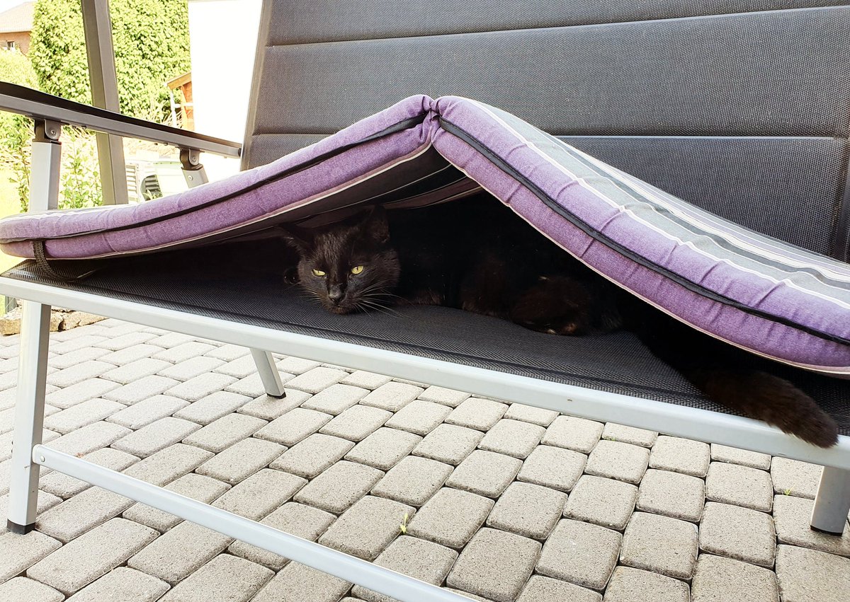 schadebernd's tweet photo. Das nächste #Gewitter kann kommen. #Katze #neo https://t.co/H2cRjE1Swl