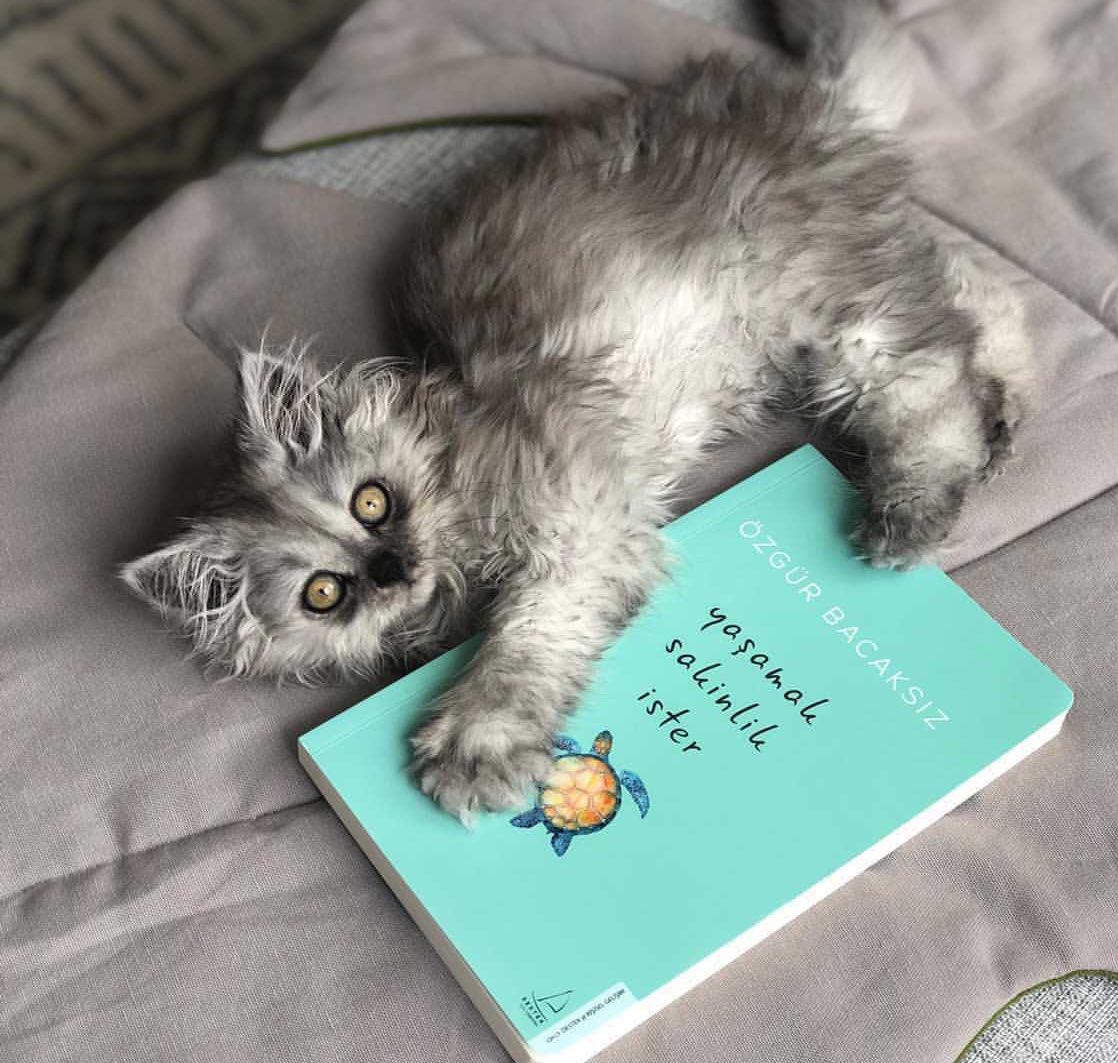 Biraz sakinleşme, kabuğa çekilme zamanı. :)

Yeni kitap pazartesiden itibaren her yerde🙏