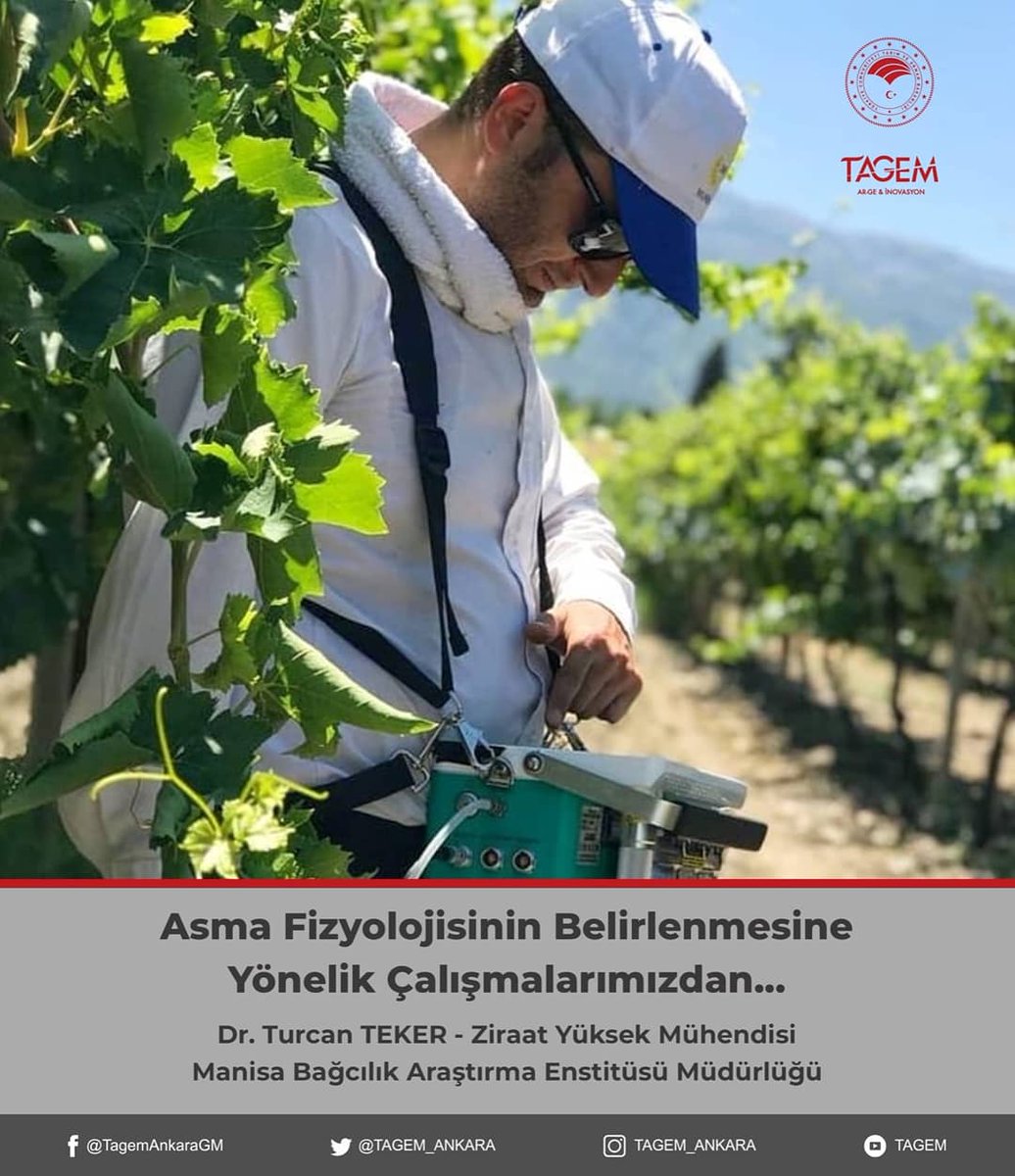 tagemgovtr's tweet photo. 🍇𝔸𝕣𝕒ş𝕥ı𝕣𝕞𝕒𝕔ı𝕝𝕒𝕣ı𝕞ı𝕫𝕕𝕒𝕟.. 🍇

▫️Manisa Bağcılık Araştırma Enstitüsü Müdürlüğü

▫️Aynı Asmadan Bir Yılda İki Hasat Çalışmalarımızdan..

▫️Asma Fizyolojisinin Belirlenmesine Yönelik Çalışmalarımızdan.. 

@tarimgovtr
@bekirpakdemirli
@mehmethaditunc
@manisabagcilik https://t.co/u7MzGe0KUw
