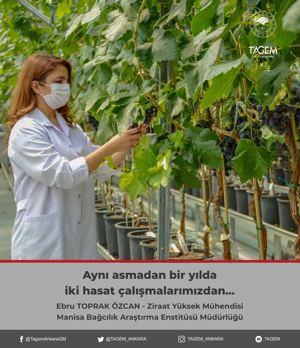 tagemgovtr's tweet photo. 🍇𝔸𝕣𝕒ş𝕥ı𝕣𝕞𝕒𝕔ı𝕝𝕒𝕣ı𝕞ı𝕫𝕕𝕒𝕟.. 🍇

▫️Manisa Bağcılık Araştırma Enstitüsü Müdürlüğü

▫️Aynı Asmadan Bir Yılda İki Hasat Çalışmalarımızdan..

▫️Asma Fizyolojisinin Belirlenmesine Yönelik Çalışmalarımızdan.. 

@tarimgovtr
@bekirpakdemirli
@mehmethaditunc
@manisabagcilik https://t.co/u7MzGe0KUw