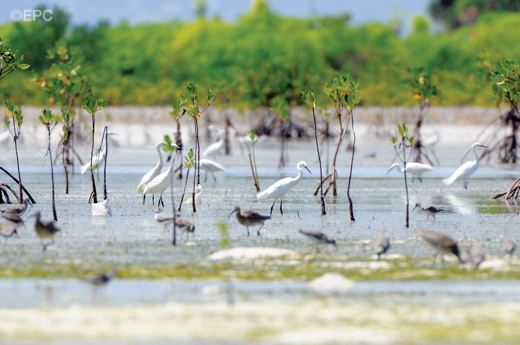 Philippines_UK's tweet photo. The Olango island group lies about 3 miles east of Cebu. Accessible only by speedboat from the city, the Olango Island Wildlife Sanctuary (OIWS) is one of four wetlands of international importance in the Philippines. 

Read more: https://t.co/uR9RxUshqg

#cebu #morefunph https://t.co/cLpuCMqlQ6