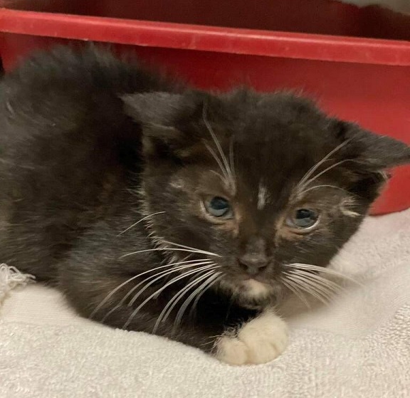 🆘URGENT!🆘
💗SINGLE 6WO #TUXIE🎩BABY BOY🐾#KITTEN🐾💗
🚨NEEDS PLEDGES 4 #RESCUE🚓ASAP!**GOAL is $100🚨
⏩ID 629840 Cage T8 ift.tt/3qai1gF
🙏🏽#PLEDGE 2 #SAVEALIFE #RescueMe
💞SHARING SAVES LIVES💞
#MARIETTA #GA <a href="/cobbkitties/">Cobb County Kitties</a> #KITTENSEASON