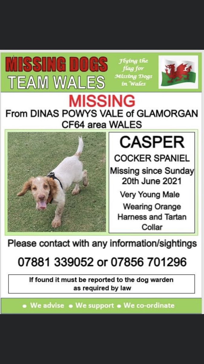 🔺🔺 URGENT, CASPER #MISSING FROM #CWMGEORGE DINAS POWYS , VALE of GLAMORGAN, #CF64 area #WALES.
❗❗ Missing since Sunday 20/6/21 YOUNG MALE, URGENT SHARES PLS

facebook.com/groups/1919091…

@blacklab115 @AlanDaffern @janice_adams3 @pettheftaware @The_Animal_Team @RachaelB100 @bs2510