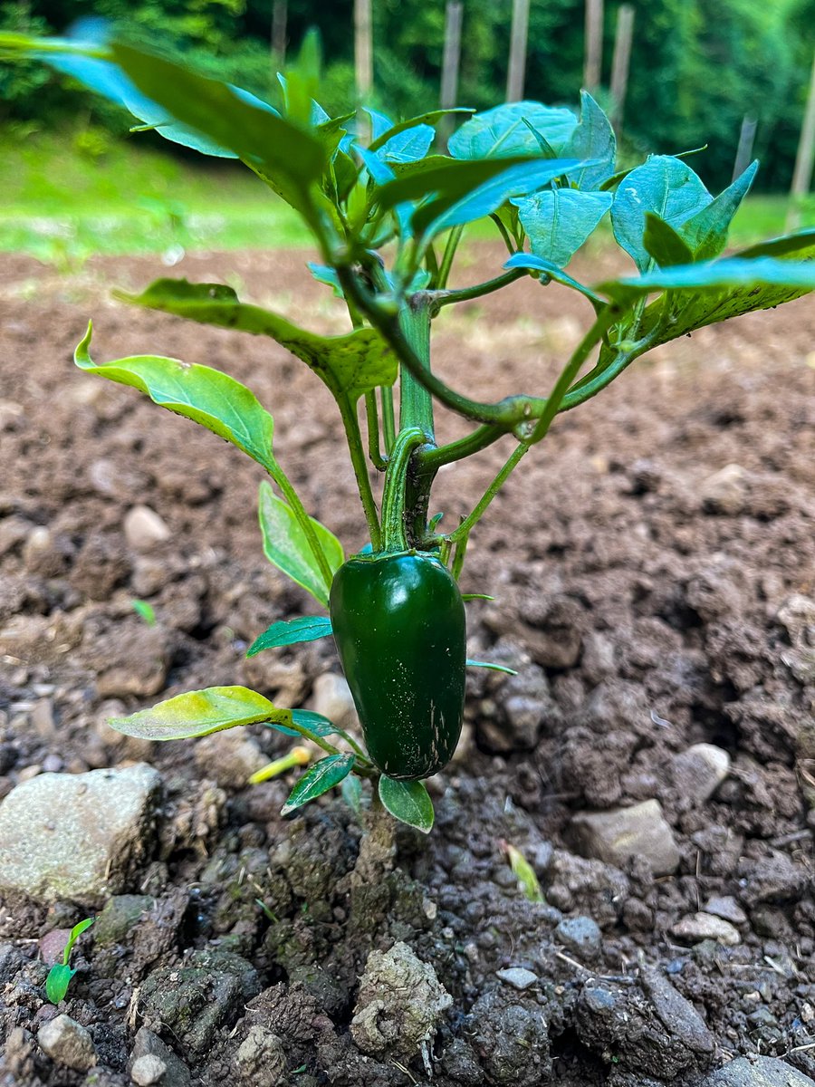 AllMyLoveStac's tweet photo. 💚 2021 garden 💚 https://t.co/JYiCshSc2t