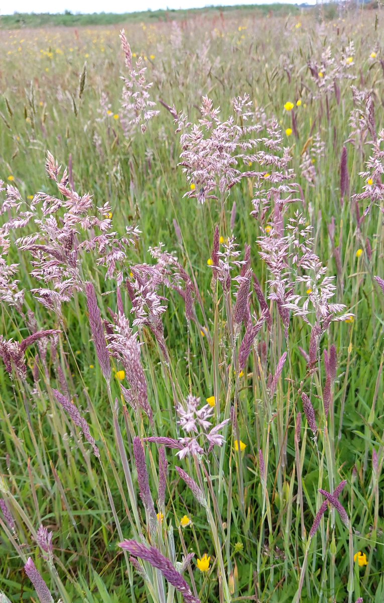 MandyForde tweet media