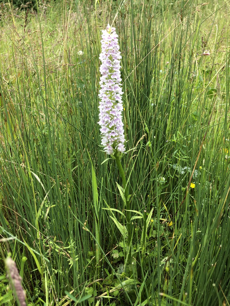 RichardHCNourse's tweet photo. Have never seen an orchid this size in one of our fields. #ratherspecial https://t.co/eOCQp59MHS
