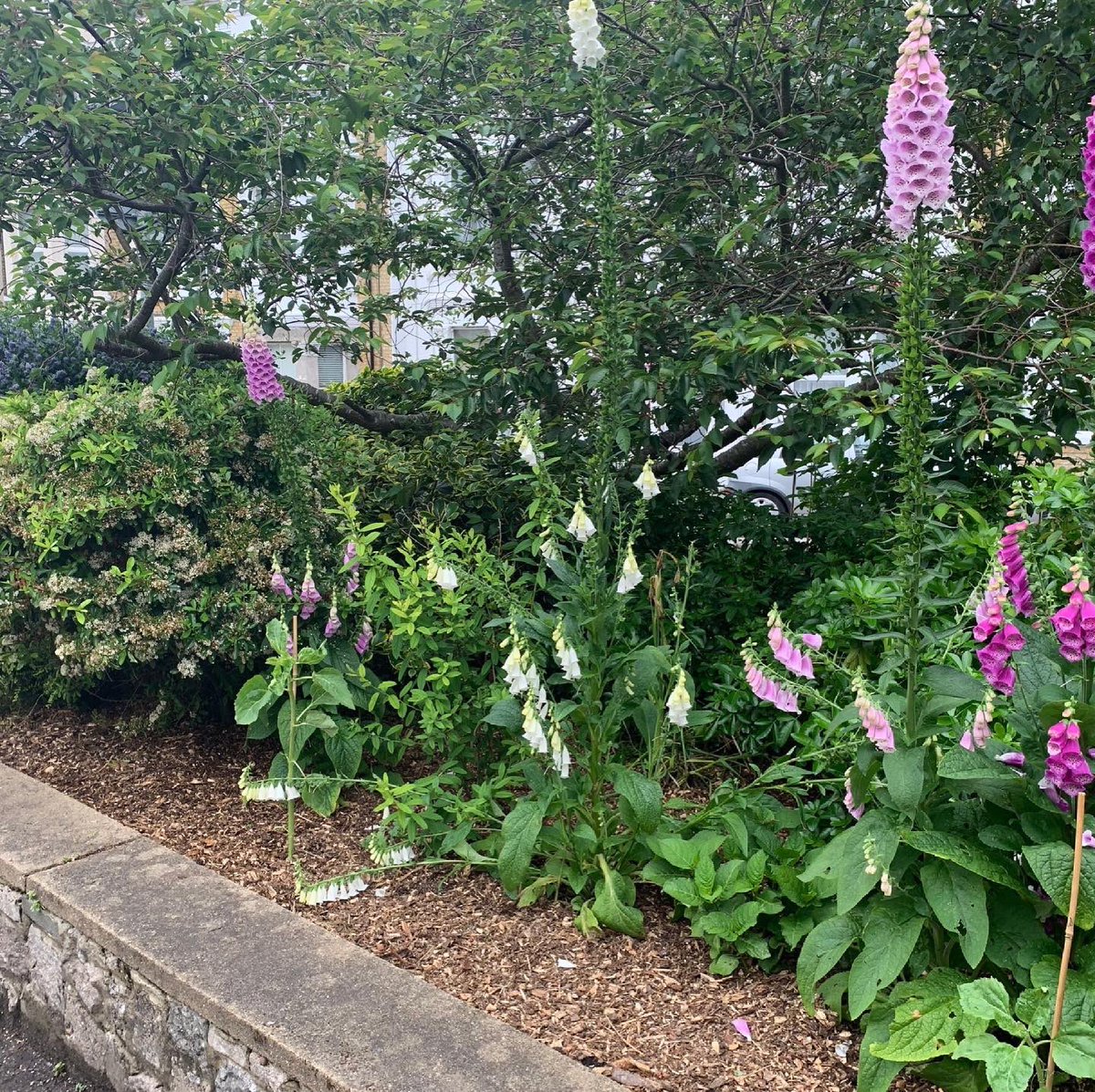 CT9bookshop's tweet photo. The @grassct9 volunteers have been out spreading a woodland bark mulch on the #GordonRoadGarden, this will help to suppress weeds and retain moisture to save water during the summer, whilst also adding much needed organic matter. We’ll be planting some new flowers 💐🌹🌺🌷this… https://t.co/YX98u4nBbE
