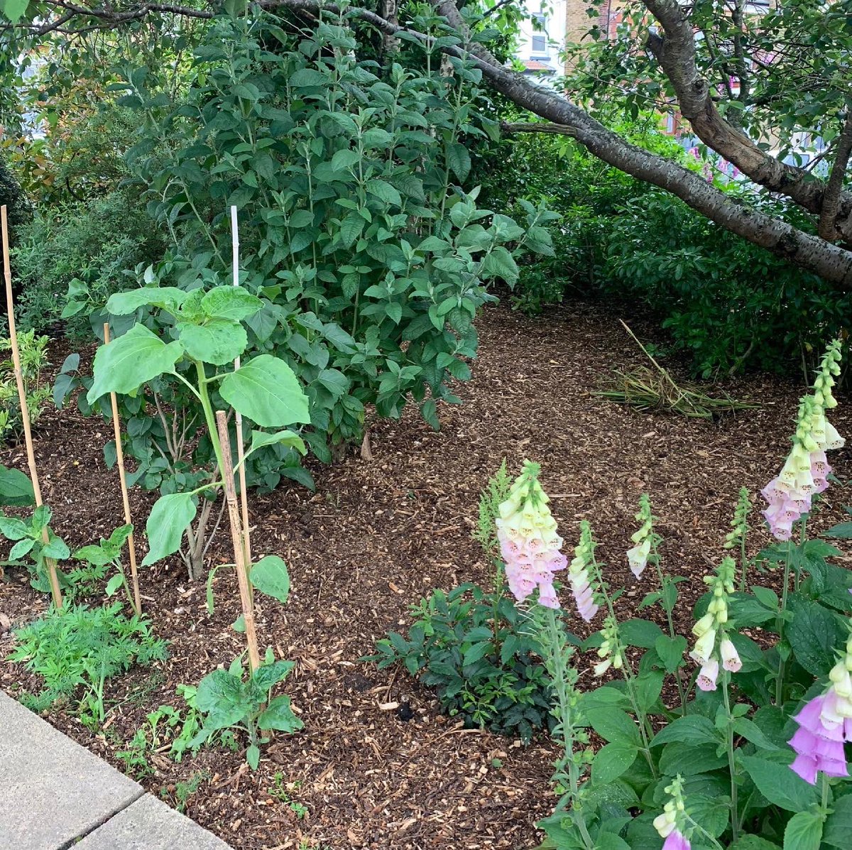 CT9bookshop's tweet photo. The @grassct9 volunteers have been out spreading a woodland bark mulch on the #GordonRoadGarden, this will help to suppress weeds and retain moisture to save water during the summer, whilst also adding much needed organic matter. We’ll be planting some new flowers 💐🌹🌺🌷this… https://t.co/YX98u4nBbE
