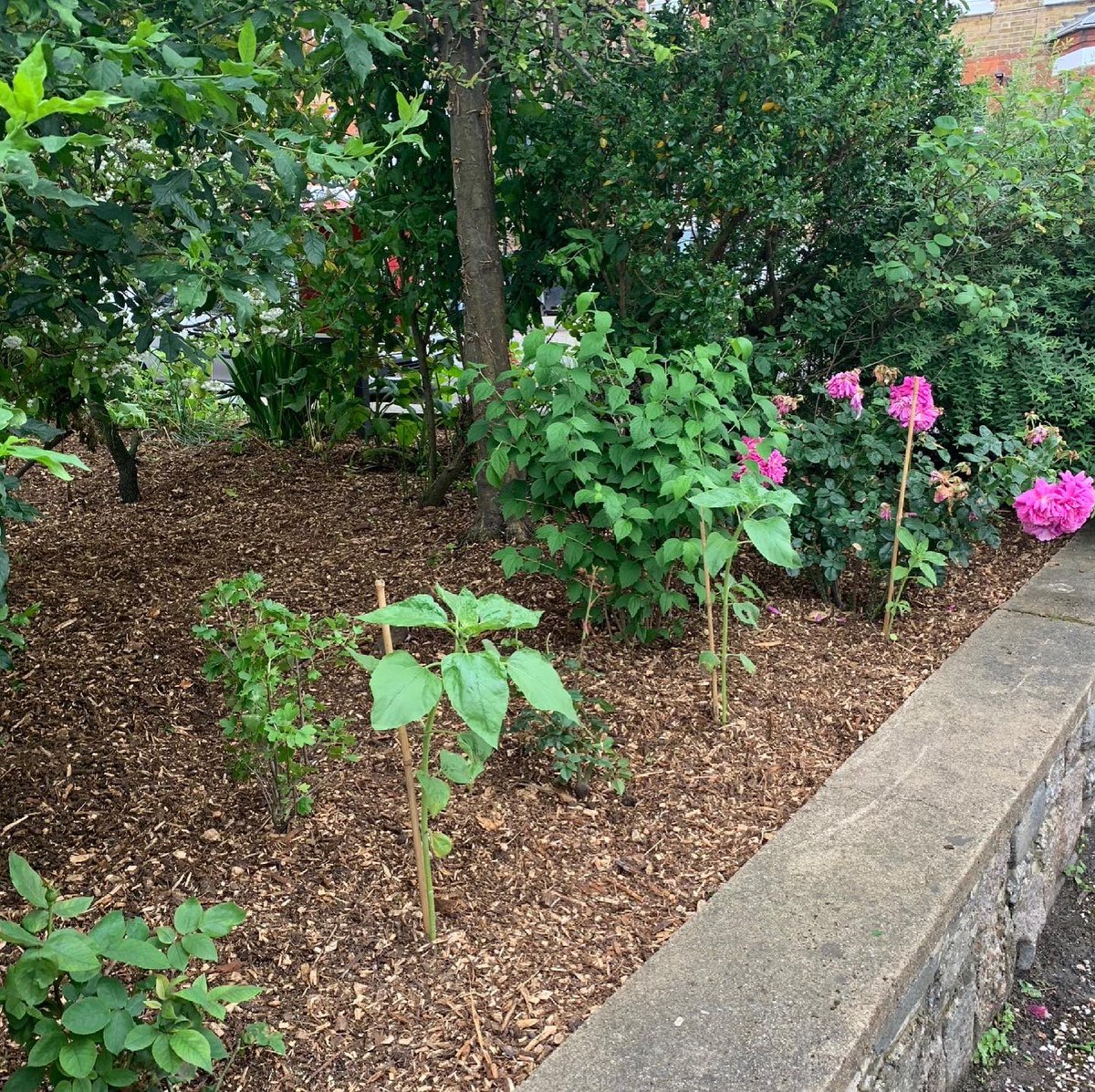 CT9bookshop's tweet photo. The @grassct9 volunteers have been out spreading a woodland bark mulch on the #GordonRoadGarden, this will help to suppress weeds and retain moisture to save water during the summer, whilst also adding much needed organic matter. We’ll be planting some new flowers 💐🌹🌺🌷this… https://t.co/YX98u4nBbE