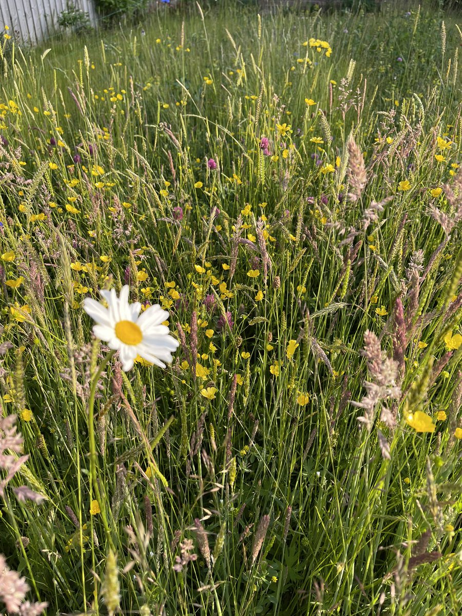 floralfee's tweet photo. #wildflowerhour         A Coronation  Meadow versus My Meadow 🤔               Not quite the same but getting there 😊 #barrowburn V #rothbury 🙌 https://t.co/4fELME9lqG