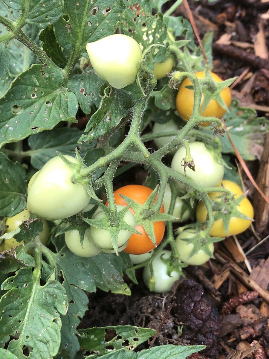 k9kayaks's tweet photo. @Thomas_F81 #MicroTom it’s maybe 4” tall but abundance of #CherryTomatoes https://t.co/y7JrpOClEv