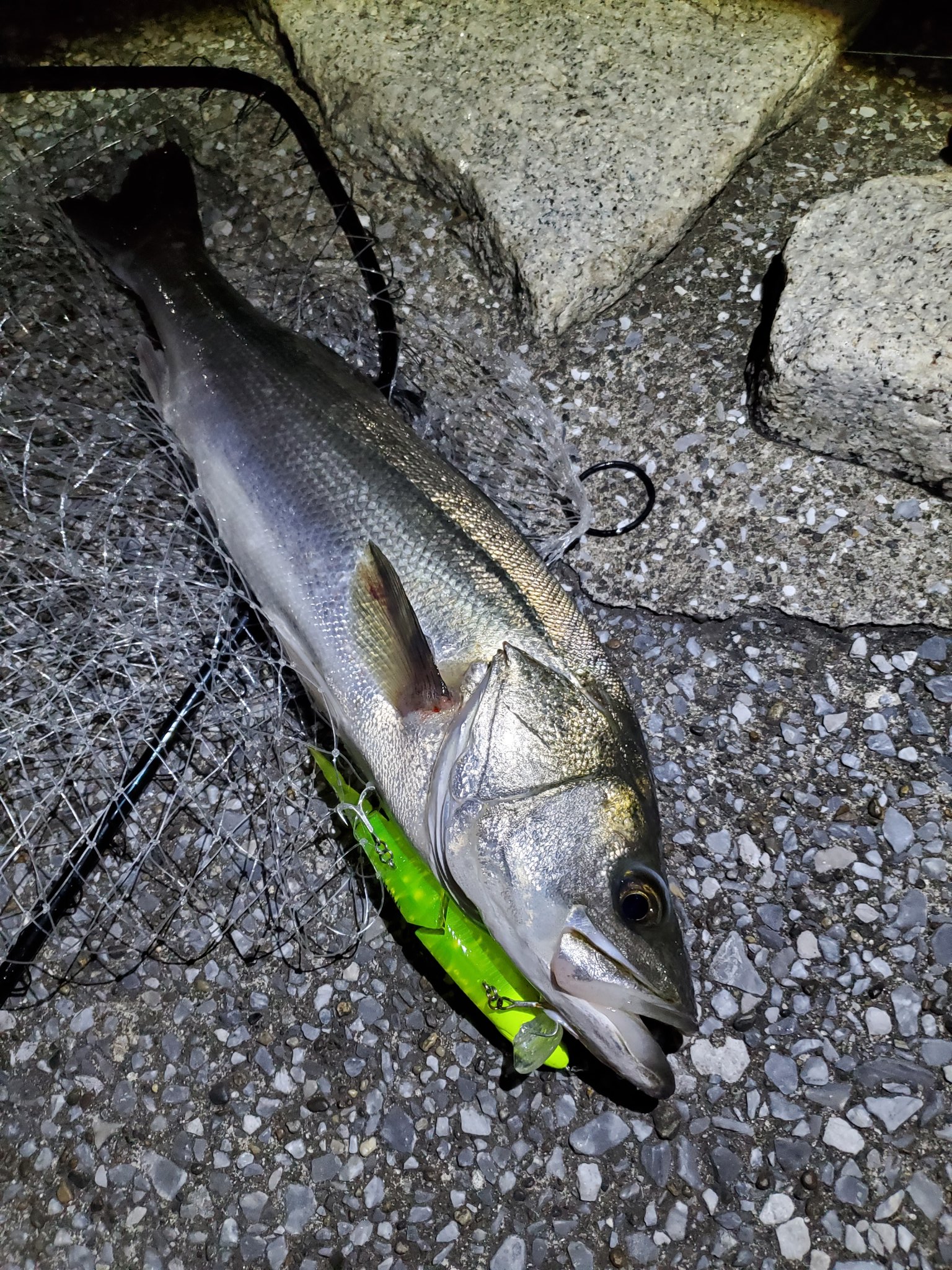 Kaaaz 6 21 10 00 12 30 荒川河口 シーバス1匹 68cm ルアー カゲロウ155f シーバス Seabass 鱸 シーバスフィッシング シーバス釣り ビッグベイト ビッグベイトタックル ビッグベイトシーバスゲーム 湾奥 ジャイアントベイト ジャイアント