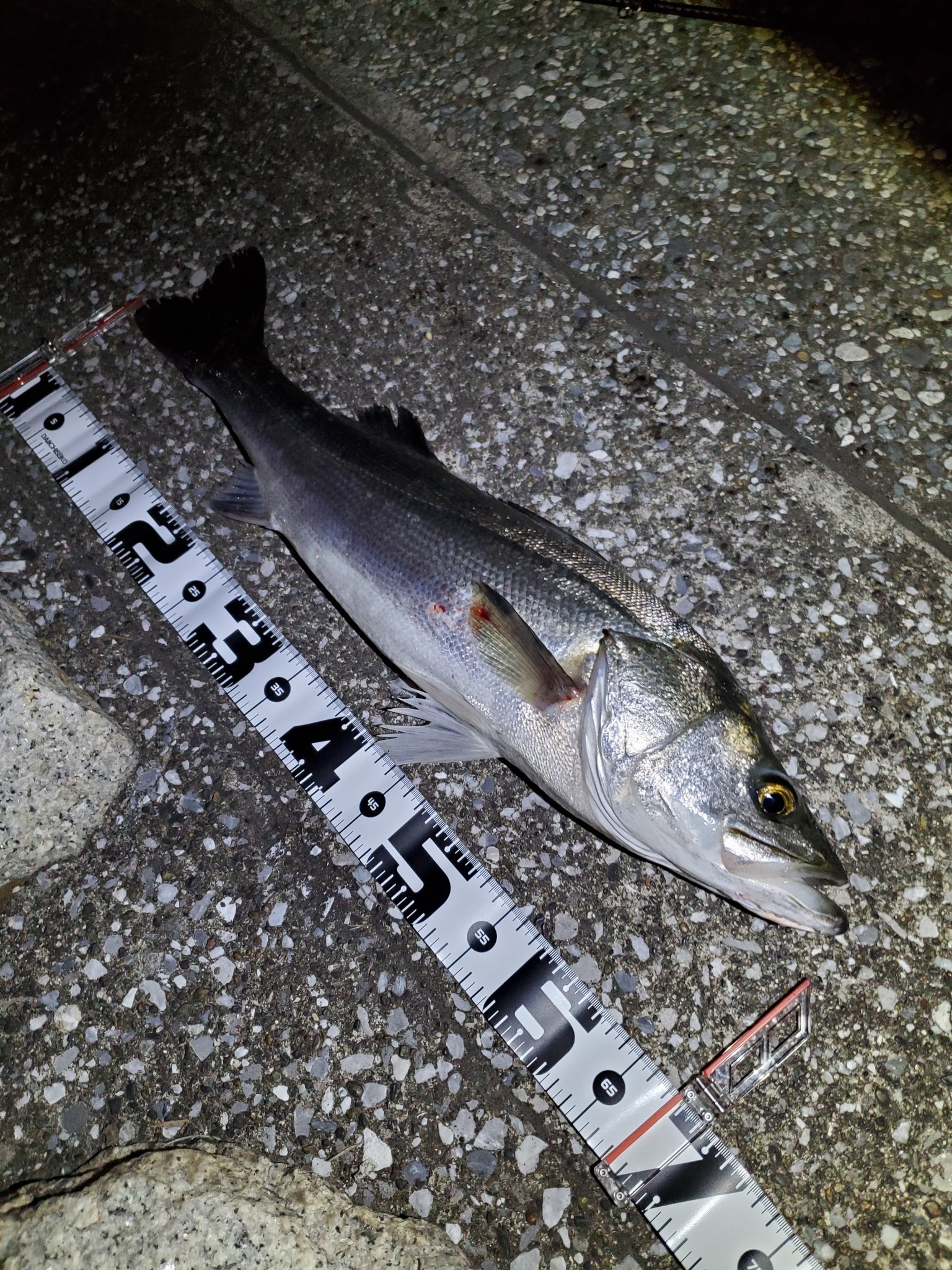 Kaaaz 6 21 10 00 12 30 荒川河口 シーバス1匹 68cm ルアー カゲロウ155f シーバス Seabass 鱸 シーバスフィッシング シーバス釣り ビッグベイト ビッグベイトタックル ビッグベイトシーバスゲーム 湾奥 ジャイアントベイト ジャイアント