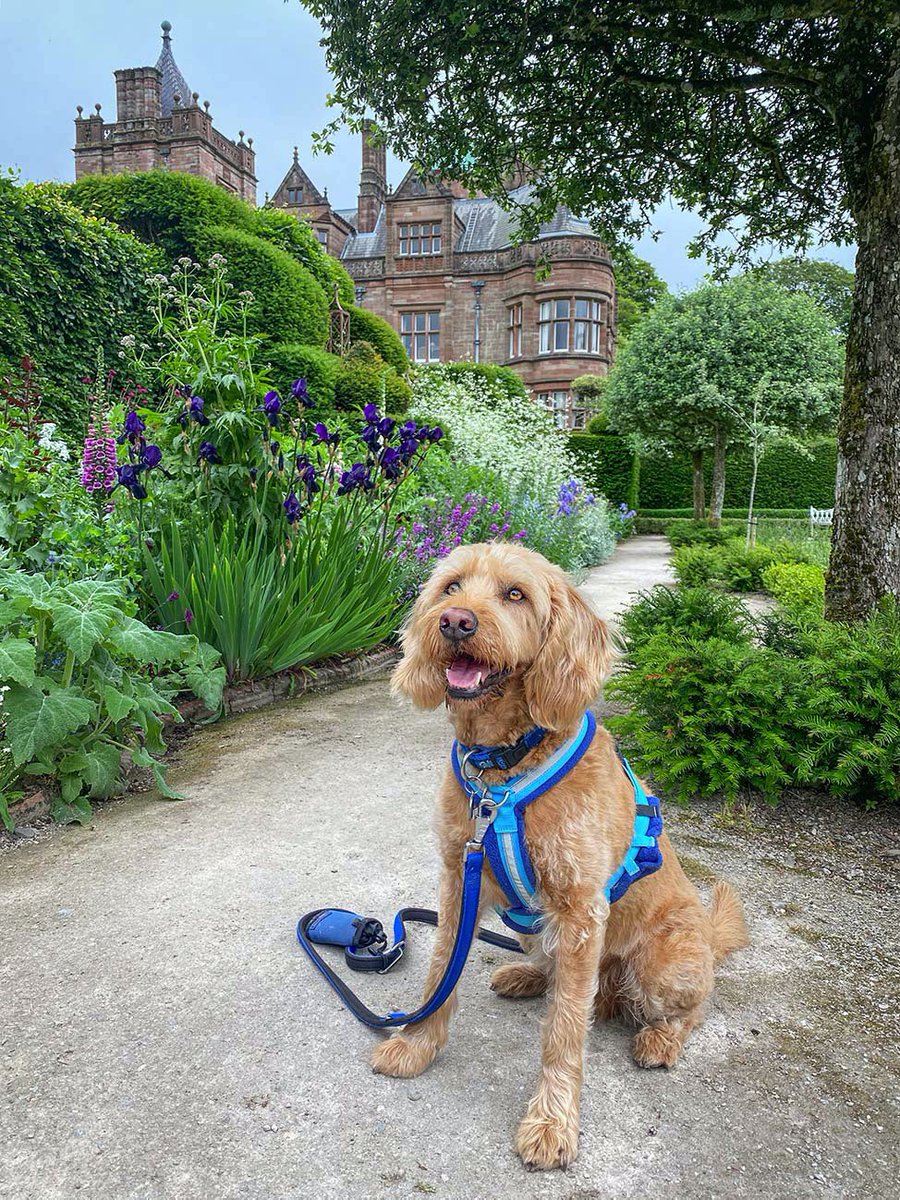 Bailey the Doodle tweet media