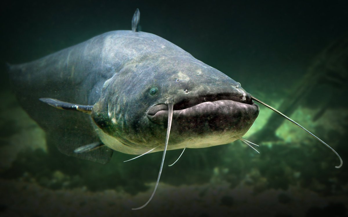 Happy Father’s Day, Dads! 🥸

Similar to many Father-like figures we know, nature can be pretty wicked too! For instance, a father sea catfish keeps the eggs of his young in his mouth until they are ready to hatch! 🐟

#bayfieldontario #fathersday2021