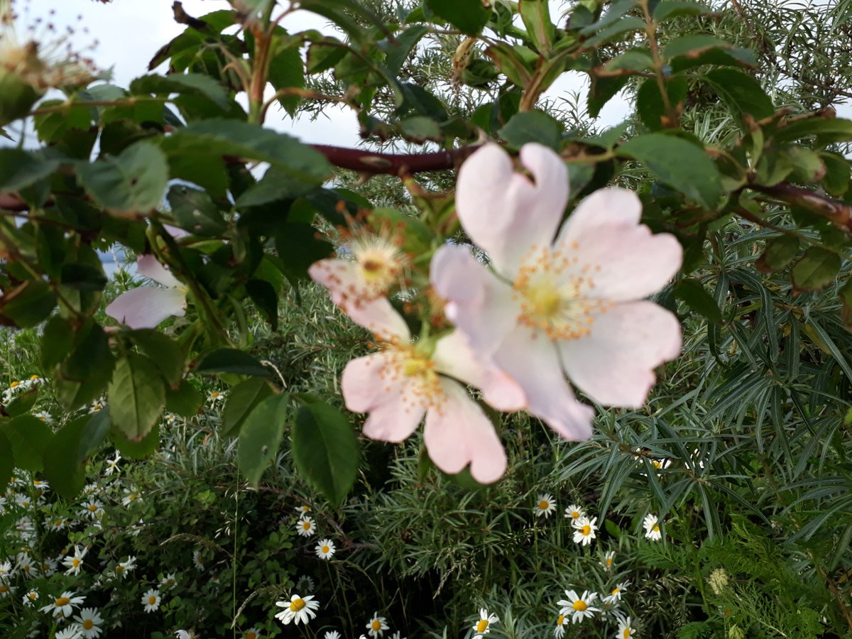 Good evening #Portsmouth #flowers #sea